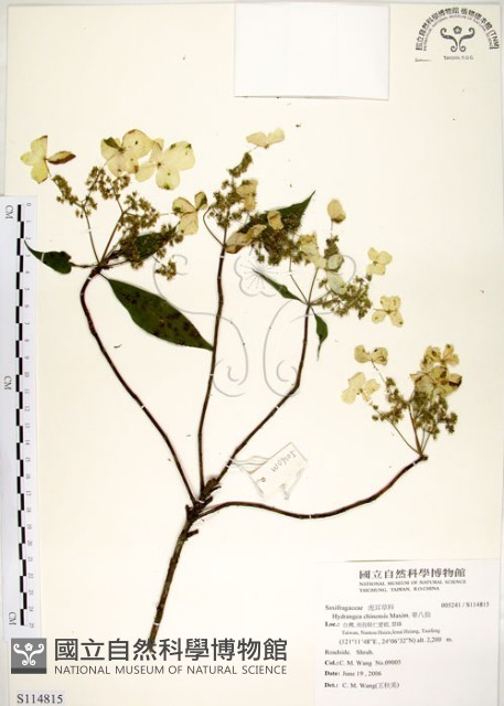 華八仙藏品圖，第1張