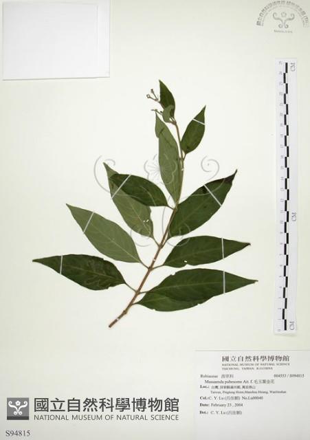 毛玉葉金花藏品圖，第1張
