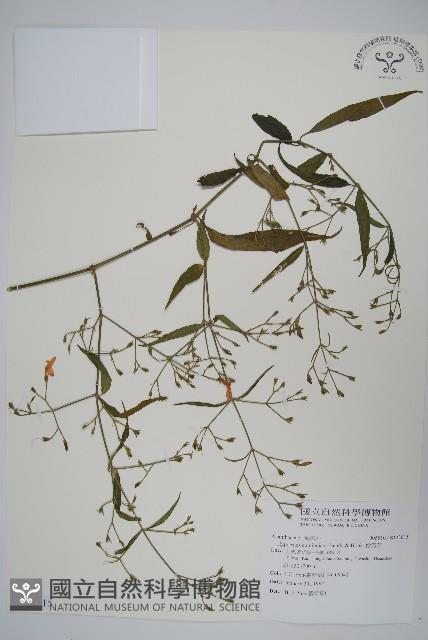 槍刀菜藏品圖，第1張