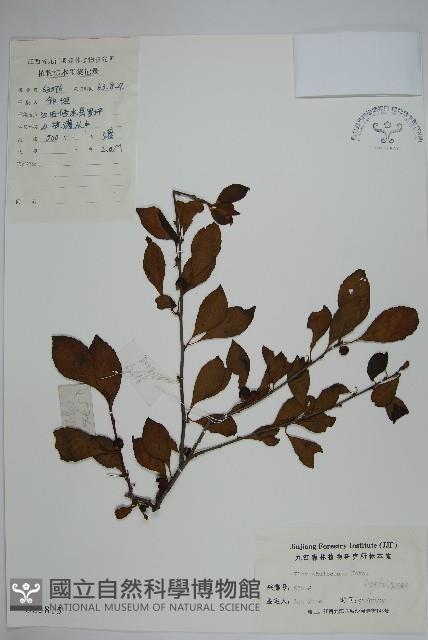 鼠李冬青、滿樹星藏品圖，第1張