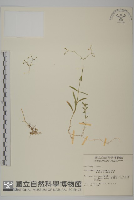 細葉卷耳藏品圖，第1張