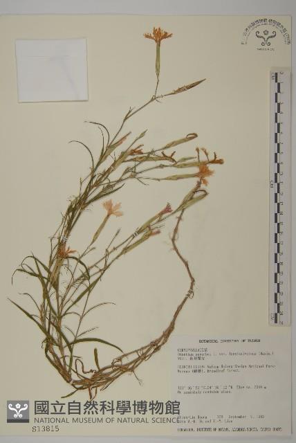 長萼瞿麥藏品圖，第1張