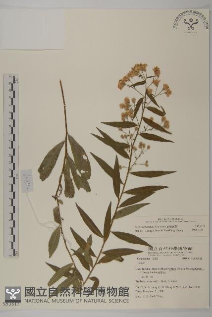 臺灣馬蘭藏品圖，第1張