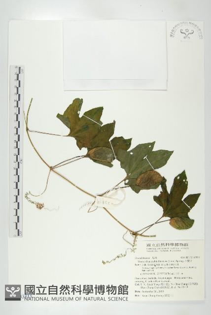 木鱉子藏品圖，第1張