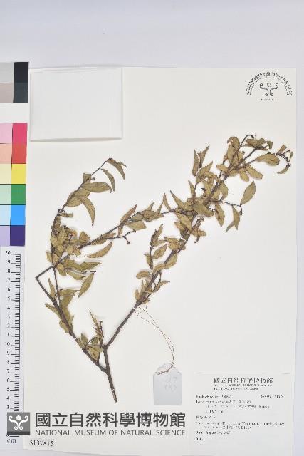 登錄號:S137815藏品圖，第1張