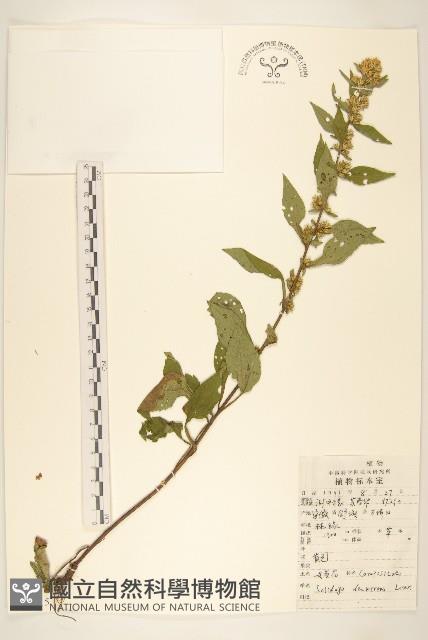 一枝黃花藏品圖，第1張