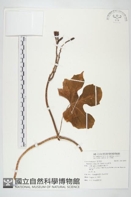 巴西牽牛藏品圖，第1張