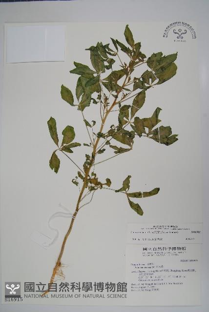 向天黃藏品圖，第1張