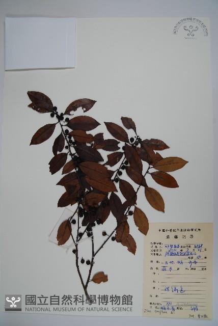 三花冬青藏品圖，第1張