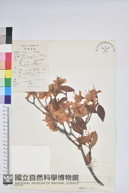 雲南杜鵑藏品圖，第1張