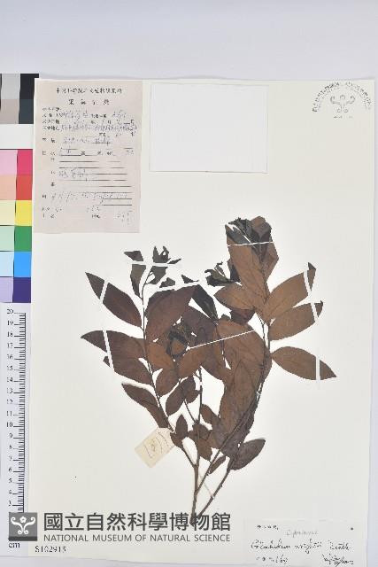 白背算盤子藏品圖，第1張