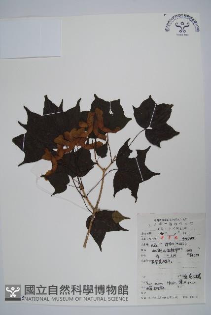 元寶楓, 地錦槭藏品圖，第1張