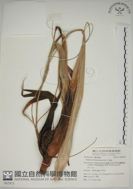 露兜樹、林投藏品圖，第1張