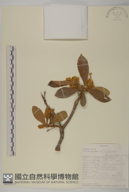 登錄號:S100915藏品圖，第1張