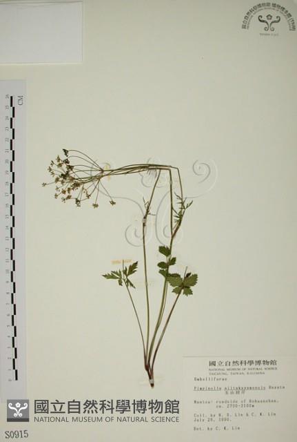 玉山茴香藏品圖，第1張