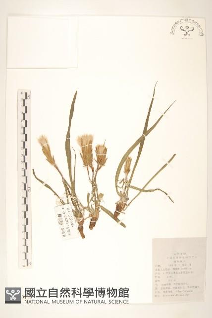 芼管草藏品圖，第1張