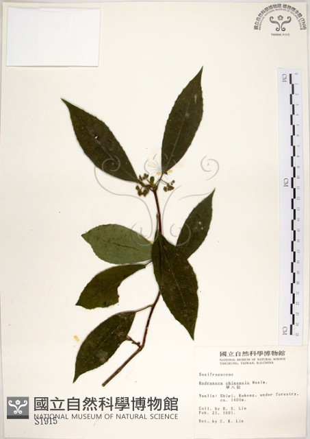 華八仙藏品圖，第1張