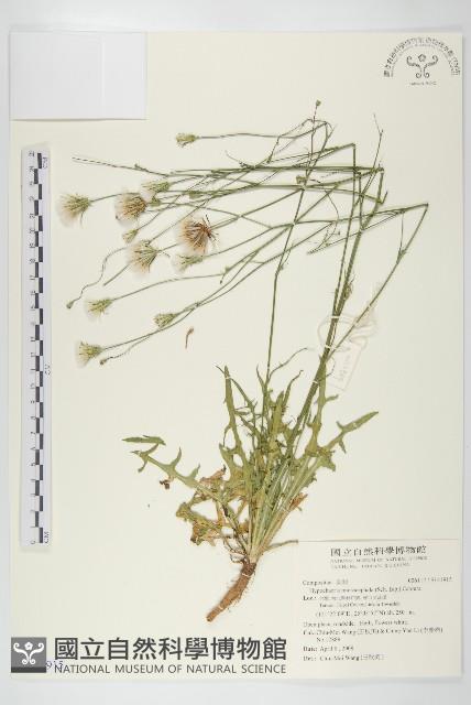 白花貓兒菊藏品圖，第1張