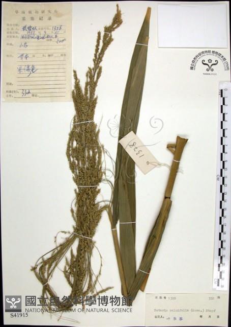 棕葉狗尾草藏品圖，第1張