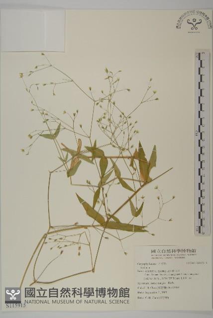 登錄號:S115915藏品圖，第1張