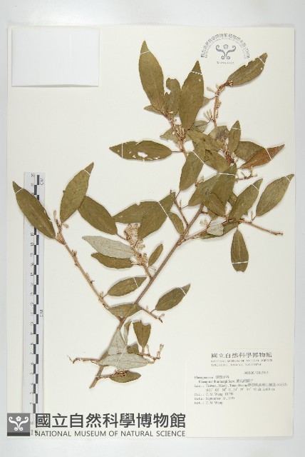 鄧氏胡頹子藏品圖，第1張