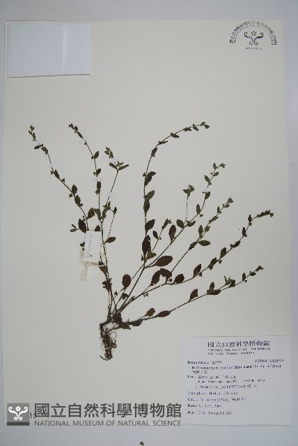 細纍子草藏品圖，第1張