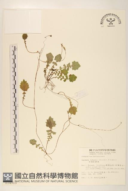 臺灣稻槎菜藏品圖，第1張