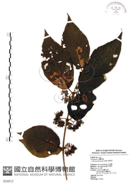 杜虹花，台灣紫珠藏品圖，第1張