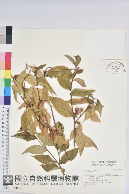 登錄號:S034915藏品圖，第1張