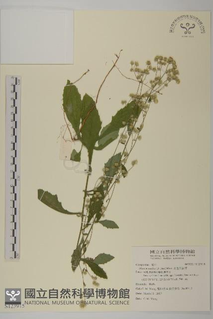 柔毛艾納香藏品圖，第1張