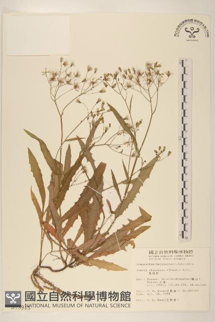 兔仔菜藏品圖，第1張