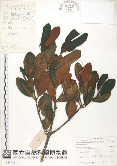 水筆仔藏品圖，第1張