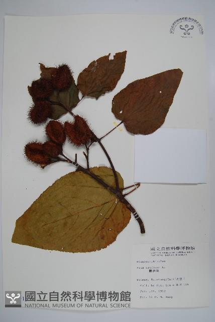 臙脂樹藏品圖，第1張