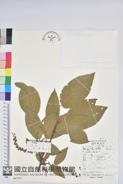 毛果珍珠花藏品圖，第1張