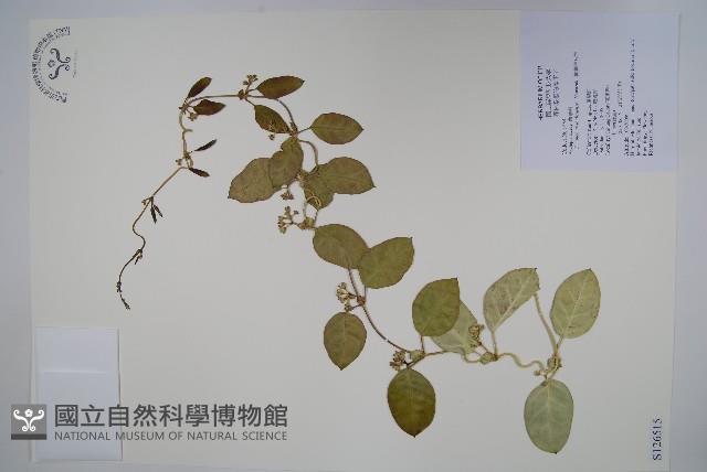 蘭嶼牛皮消、蘭嶼白薇藏品圖，第1張