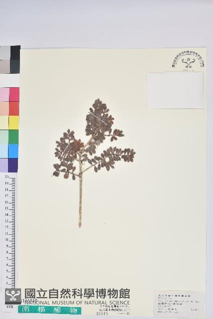 高山越橘藏品圖，第1張