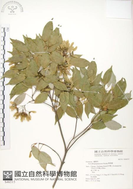 樟葉槭, 飛蛾子樹藏品圖，第1張