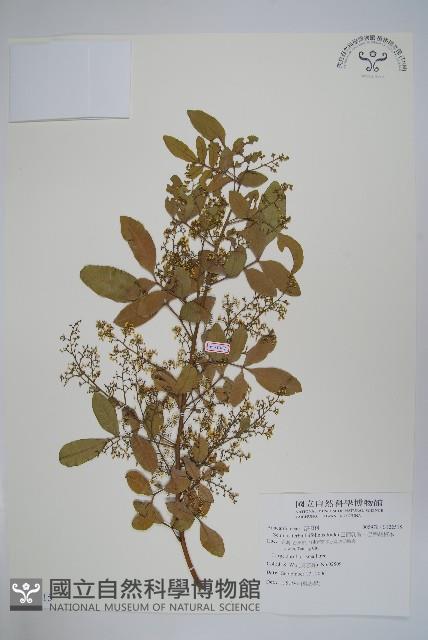 巴西乳香、巴西胡椒木藏品圖，第1張