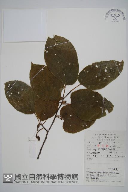 八角楓、瓜木藏品圖，第1張