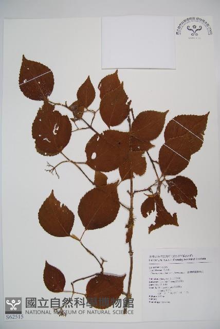 臺灣蝴蝶戲珠花、臺灣蝴蝶花藏品圖，第1張