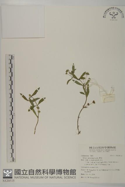 鱧腸藏品圖，第1張