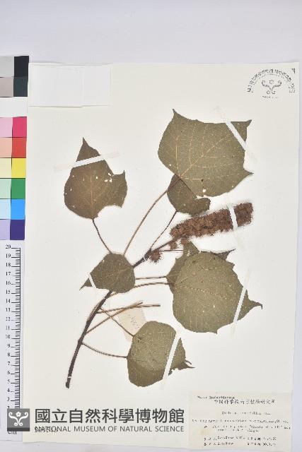 野桐藏品圖，第1張