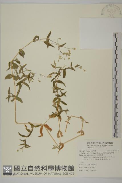 疏花繁縷藏品圖，第1張