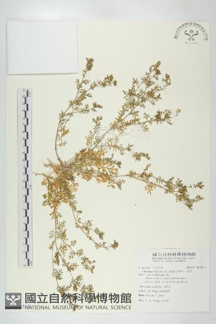 臭濱芥、臭薺藏品圖，第1張