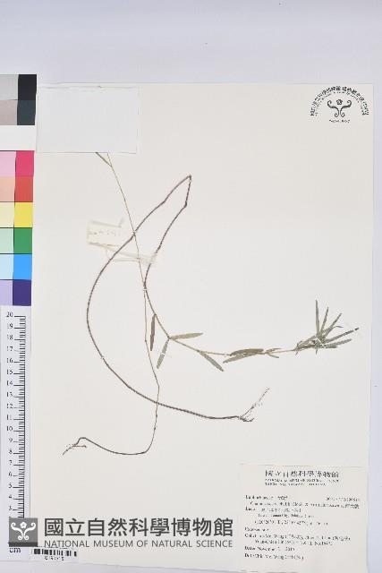 華南大戟藏品圖，第1張