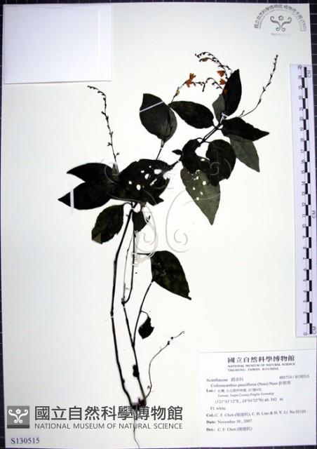 針刺草藏品圖，第1張