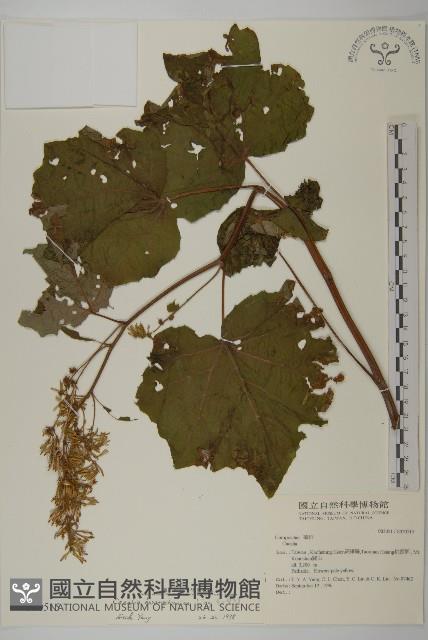 黃山蟹甲草藏品圖，第1張