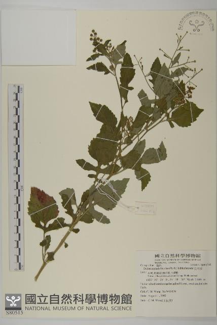 茯苓菜藏品圖，第1張