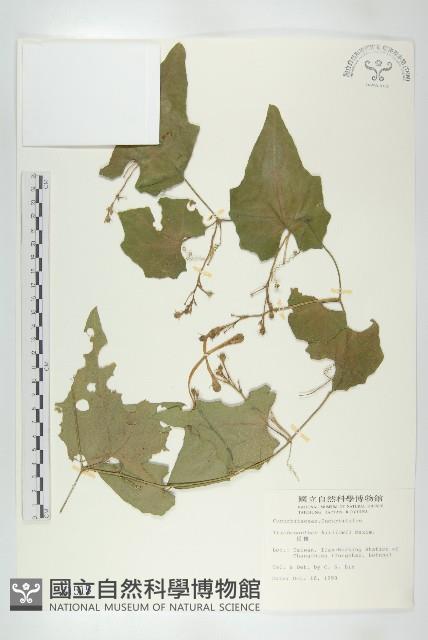 王瓜藏品圖，第1張