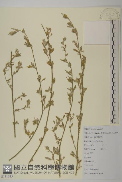 灰綠藜藏品圖，第1張